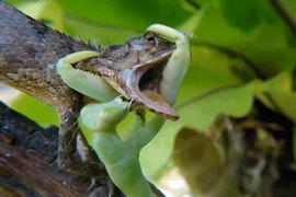 Cận cảnh chiêu kết liễu con mồi kỳ dị của bọ ngựa