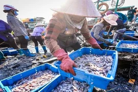 Muôn màu bức tranh chợ cá Bến Do sáng sớm ở Quảng Ninh