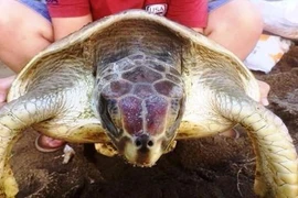 Thả rùa biển quý hiếm từng “đi lạc” vào nhà xưởng 