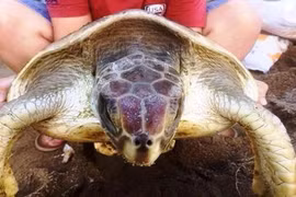 Thả rùa biển quý hiếm từng “đi lạc” vào nhà xưởng 