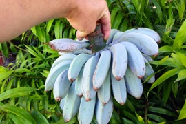 Chuối màu xanh lam: Nhìn tưởng bơm hóa chất ai dè đặc sản siêu hiếm