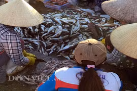 Cá nóc cực độc được sơ chế công khai tại cảng, cửa biển 