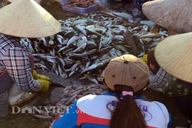 Cá nóc cực độc được sơ chế công khai tại cảng, cửa biển 