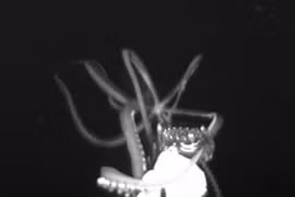 Ảnh hiếm về mực ống khổng lồ dài gần 4m