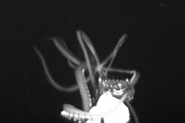 Ảnh hiếm về mực ống khổng lồ dài gần 4m