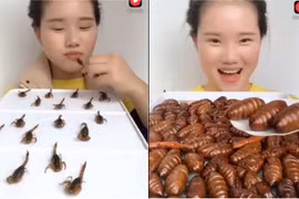 Cô gái xinh đẹp được mệnh danh "thánh nữ ăn côn trùng"