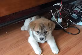 Đỉnh cao bán chó online: quảng cáo chó Poodle lai Nhật nhưng giao cho khách chó ta