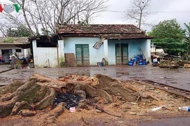 Một phụ nữ bị cây bàng cổ thụ đè chết