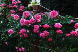 Phong thuỷ không ngờ từ những cây hồng leo, hoa giấy bám quanh nhà