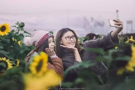 Đầu năm mới, dân phượt rủ nhau đi Nghệ An săn hoa hướng dương