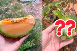 Ăn dưa lưới vứt hạt lung tung, cô gái bất ngờ với thành quả