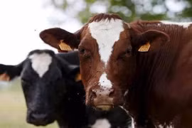 Phát hiện mới về nguy cơ lây nhiễm bệnh ''bò điên'' ở người