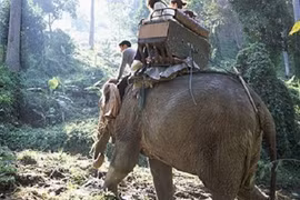 Voi quật chết quản tượng, bỏ chạy với 3 du khách trên lưng