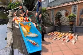 Đàn cá Koi chết cứng, nhìn mặt chủ nhân netizen thấy mà thương