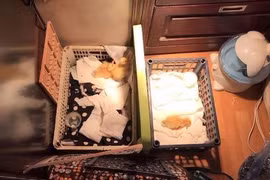 Quên trứng vịt lộn trong tủ, dân mạng bỗng có đàn thú cưng cực xinh