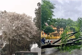 Gốc cây check-in quen thuộc của giới trẻ đổ gục do bão Yagi 