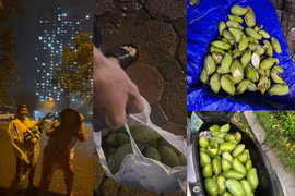 Bão Yagi quét qua, người dân khoe chiến lợi phẩm... xoài rụng