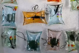 Trào lưu móc khóa bong bóng chứa cá, rùa bên trong