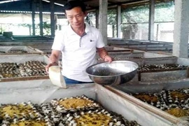 Chuyện ít biết từ thợ sửa xe trở thành 'vua dế' Long An