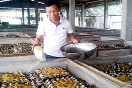 Chuyện ít biết từ thợ sửa xe trở thành 'vua dế' Long An