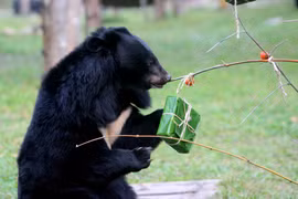 Thú vị Gấu ăn bánh chưng Tết tại Trung tâm Cứu hộ Việt Nam