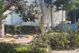 TP HCM: Kiểm tra toàn bộ cây xanh sau vụ 2 người tử vong 