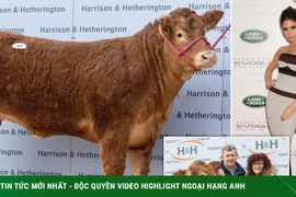 Con bò đắt nhất thế giới có giá 8,2 tỷ đồng 