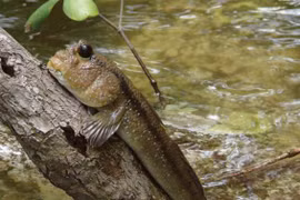 Kỳ lạ loài cá biết chạy, leo cây ở vùng đất nổi tiếng Việt Nam 