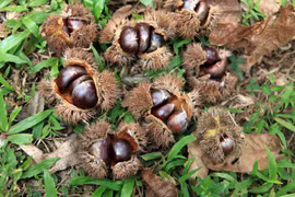 Loạt đặc sản trên đất Cao Bằng nhắc tên ai cũng nhớ 