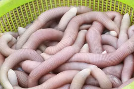 Bạn mời ăn đặc sản nhưng từ chối, cô gái hối hận suốt đời