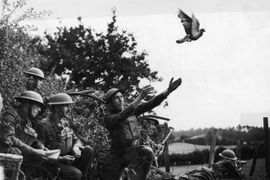  Chim bồ câu được phong anh hùng giải cứu hơn 500 binh sĩ