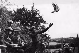  Chim bồ câu được phong anh hùng giải cứu hơn 500 binh sĩ