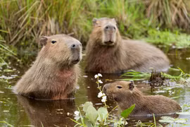 Loài chuột khổng lồ nổi tiếng thân thiện