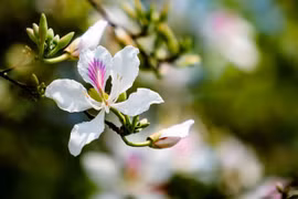 Những loài hoa biểu tượng ở các địa phương