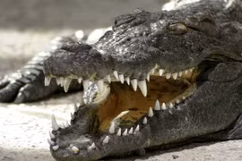 Cá sấu sông Nile và 7 loài động vật đáng sợ nhất khi đến châu Phi