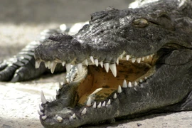 Cá sấu sông Nile và 7 loài động vật đáng sợ nhất khi đến châu Phi