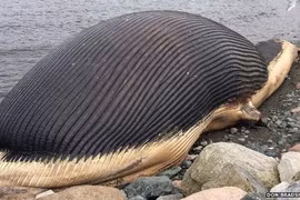 Loài động vật lớn nhất trên Trái Đất, nặng tới 180 tấn