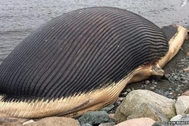 Loài động vật lớn nhất trên Trái Đất, nặng tới 180 tấn