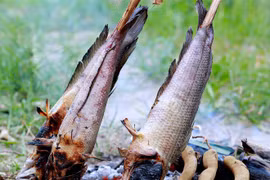 Loạt món ngon từ cá lóc ở miền Tây