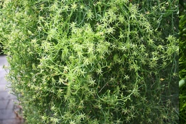 Độc lạ cây cảnh gây 'xoắn não', thân hành cành tiên đến từ châu Phi