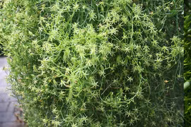 Độc lạ cây cảnh gây 'xoắn não', thân hành cành tiên đến từ châu Phi