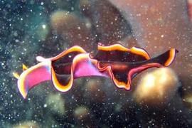 1 đặc tính từ giun dẹp cứu sống 2 triệu người mỗi năm