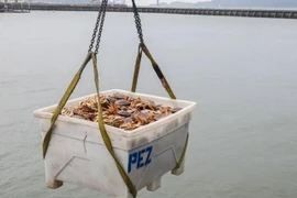 Pin làm từ vỏ cua có thể tái chế... 1000 lần