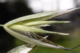 Một loại cây có thể di chuyển tìm đất để sinh tồn