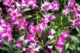 5 loài hoa cát tường, ý nghĩa tốt lành