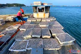 Mùa cá cơm trên đảo Thanh Lân, mỗi ngày thu hàng chục triệu đồng