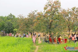 Vườn hồng cổ thụ trăm tuổi trĩu quả cho cao