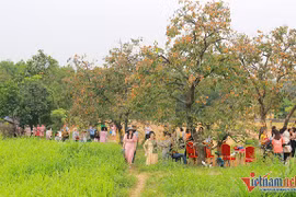 Vườn hồng cổ thụ trăm tuổi trĩu quả cho cao