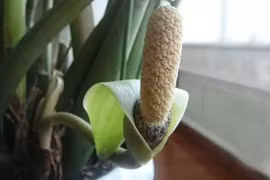 3 loại cây ra hoa tài phúc đầy nhà