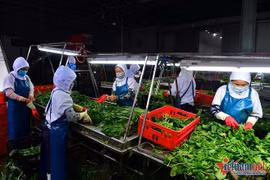 Thực phẩm sạch của nông dân đừng trả giá rẻ mạt 